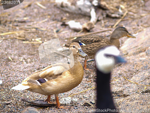 Image of Light brown mallard duck