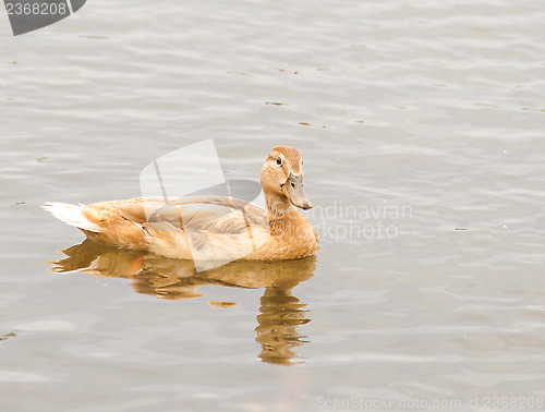 Image of Light brown mallard duck