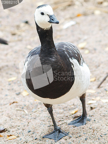 Image of Barnacle goose at beach