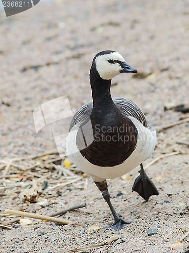 Image of Barnacle goose at beach