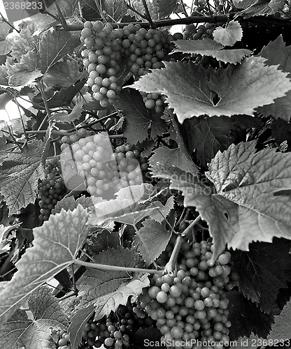 Image of Wine