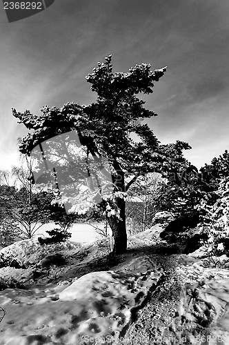 Image of Pine