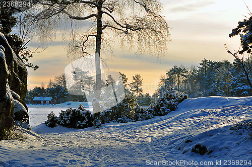 Image of Winter wonderland