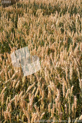 Image of Harvest