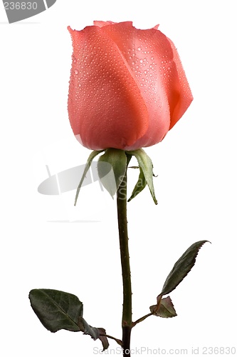 Image of Pink Rose