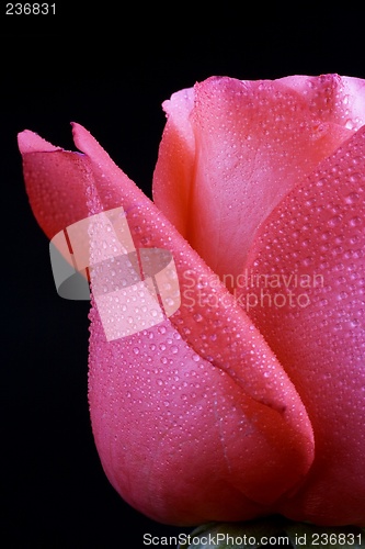 Image of Pink Rose