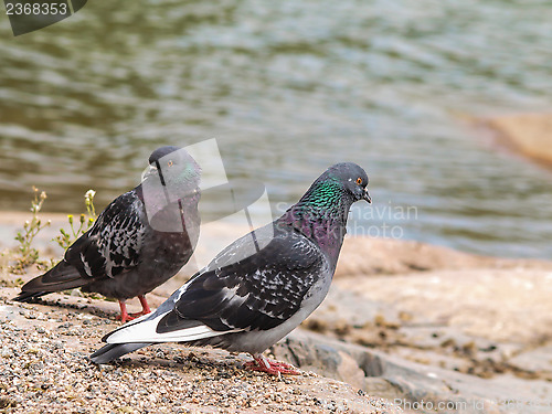 Image of Blue-green pigeons