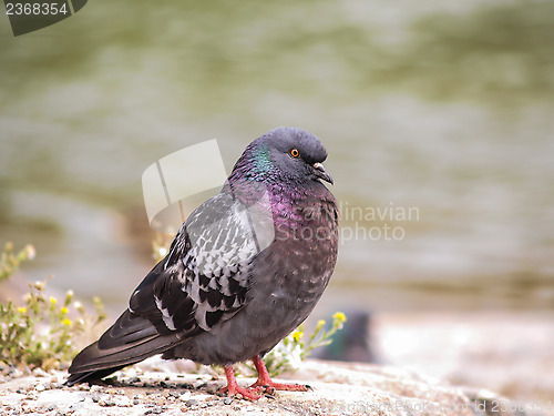 Image of Blue-green pigeon