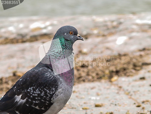 Image of Blue-green pigeon