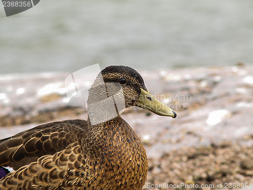 Image of Female mallard duck