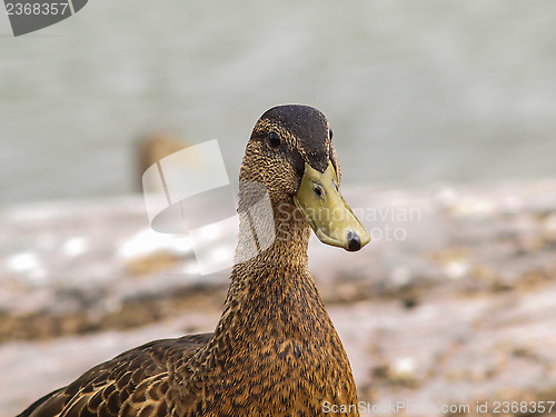 Image of Female mallard duck