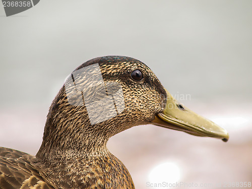 Image of Female mallard duck