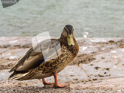 Image of Female mallard duck