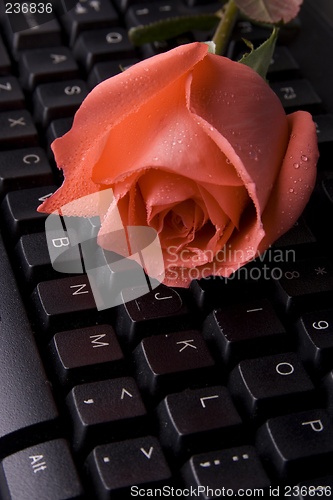 Image of Rose On Computer Keyboard