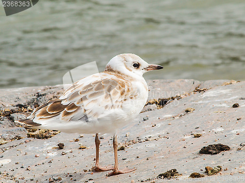 Image of Young seagull