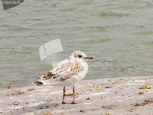 Image of Young seagull