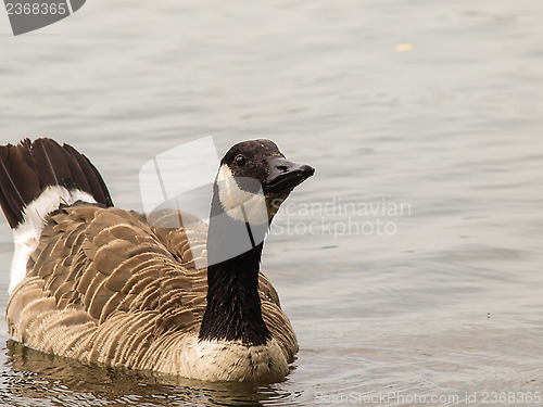 Image of Barnacle goose