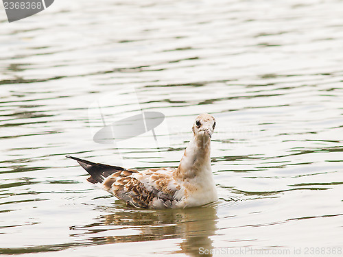 Image of Young seagull