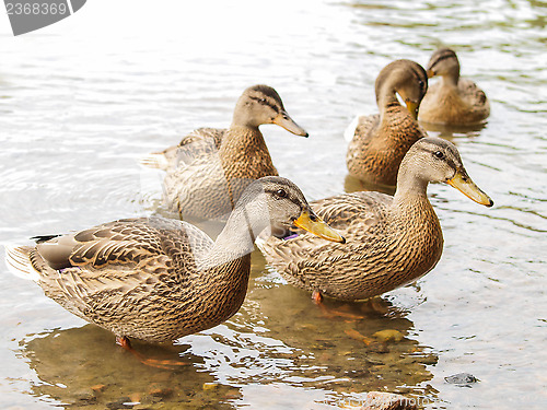 Image of Female mallard duck