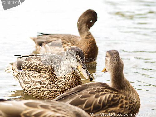 Image of Female mallard duck