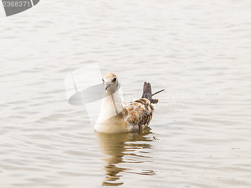 Image of Young seagull