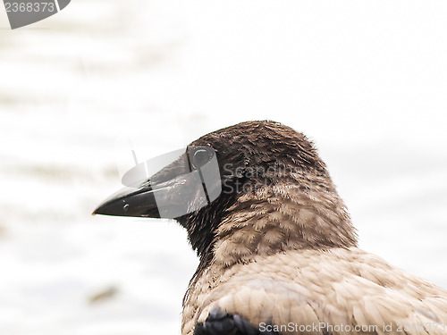 Image of Crow portrait