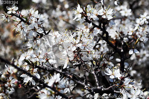 Image of Spring flowers