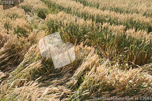 Image of Harvest