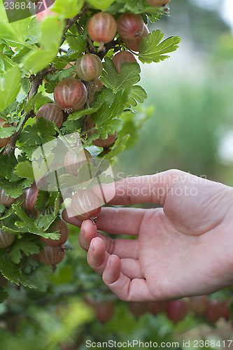 Image of Gooseberries