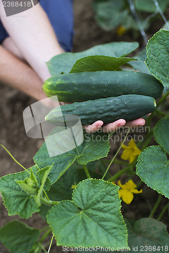 Image of Cucumber