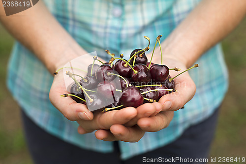 Image of Cherries