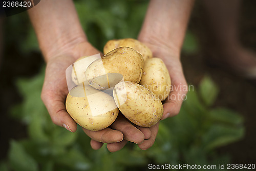 Image of Potato