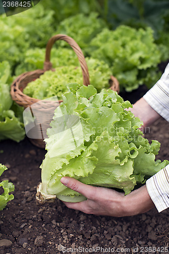 Image of Salad