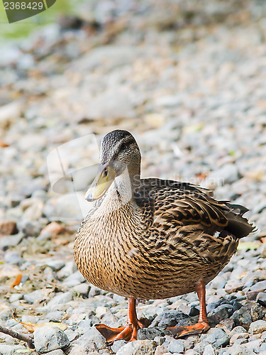 Image of Female mallard duck