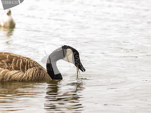 Image of Barnacle goose