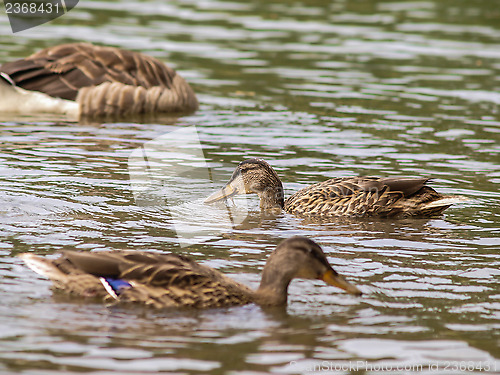 Image of Female mallard duck