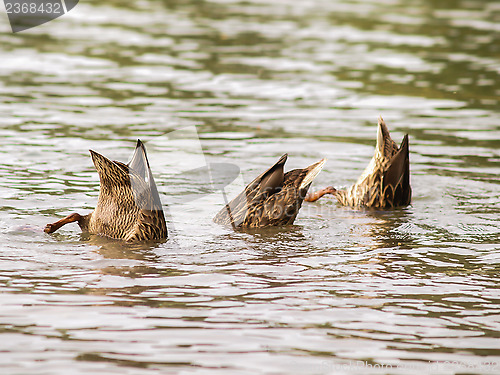 Image of Female mallard duck