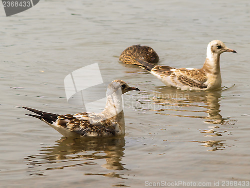 Image of Young seagulls