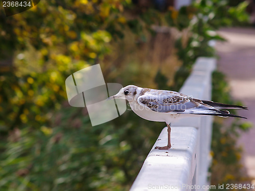 Image of Young seagull