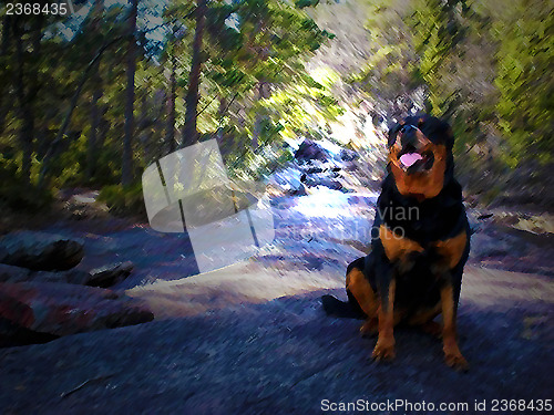 Image of Rottweiler