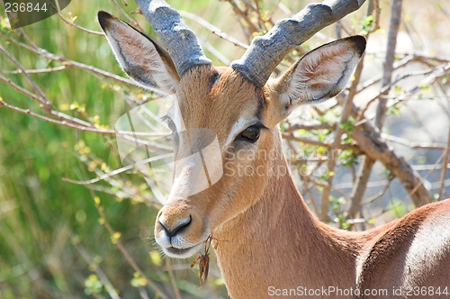 Image of impala closeup