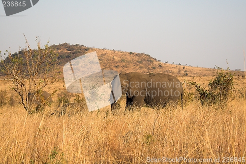 Image of elephants in the wild