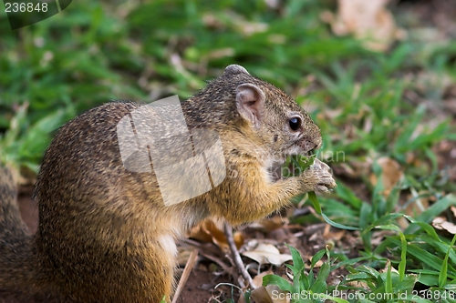 Image of squirell foraging for food