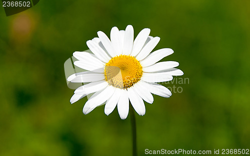 Image of Camomile - Matricária