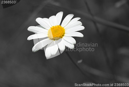 Image of Camomile (Matricária)