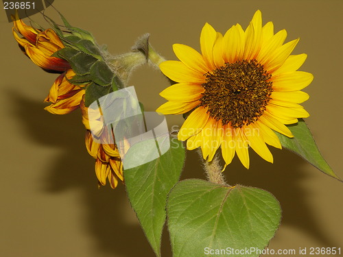 Image of sunflower