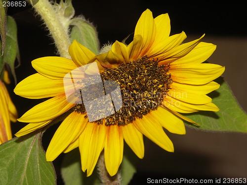 Image of sunflower