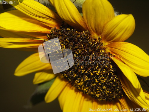 Image of sunflower