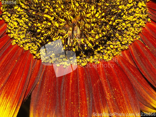 Image of sunflower