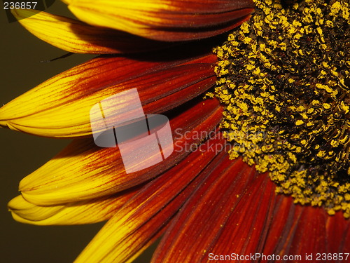 Image of sunflower